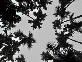dimmig landskap stiger från kokos, och betel träd, topp se grå himmel. naturlig bakgrund isolerat begrepp. foto