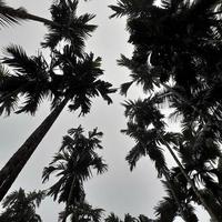 dimmig landskap stiger från kokos, och betel träd, topp se grå himmel. naturlig bakgrund isolerat begrepp. foto