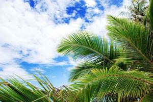 palmblad på himlen. foto