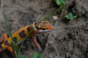 leopard gecko spelar i de trädgård. orange leopard gecko. domestice reptil. foto