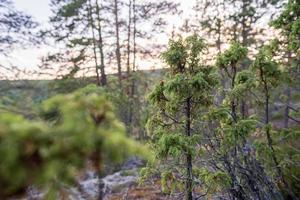 vintergröna enbär i de skog på en sommar kväll. foto