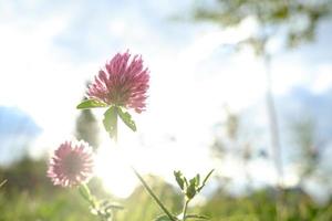 röd klöver blomma i de bakgrundsbelysning av de Sol, mot de himmel. foto