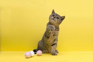 skön små skott hetero kattunge spelar med färgad påsk ägg på gul bakgrund foto