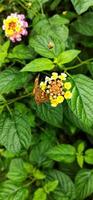 en brun fjäril uppflugen på en lantana camara blomma, vanligtvis Gjort förbi blomma nektarsugande djur. foto