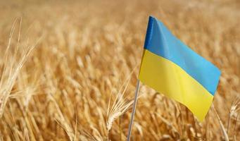 be för ukraina. ukrainska nationell flagga på de bakgrund av vete. oberoende dag 24 augusti. foto