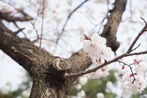 körsbär blomma landskap i korea foto