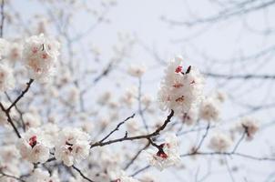 körsbär blomma landskap i korea foto