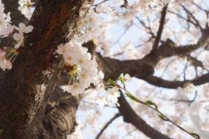 körsbär blomma landskap i korea foto