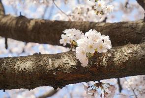 körsbär blomma landskap i korea foto