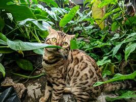 de bengal katt spelar i de trädgård, perfekt för sällskapsdjur Lagra, hotell, annons, social media etc foto