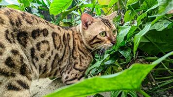 de bengal katt spelar i de trädgård, perfekt för sällskapsdjur Lagra, hotell, annons, social media etc foto