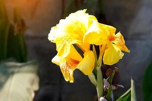 gul canna blommor. blommande i en bukett på de topp av de stam. och har några mjuk kronblad blomma storlek och Färg variera förbi arter. mjuk och selektiv fokus. foto