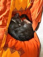 kattunge sovande ringlad upp med orange filt. foto