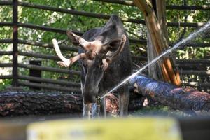 älg dricka vatten från en trädgård sprinkler, de djur- är i en boka. foto