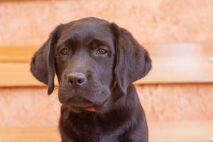 djur- porträtt av en sällskapsdjur hund på en beige bakgrund. porträtt av en svart labrador retriever valp hund. foto