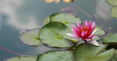 rosa näckros med gröna näckrosor eller lotusblomma perry's i trädgårdsdamm. närbild av nymphaea reflekteras på grönt vatten mot solen. blomma landskap med kopia utrymme. selektiv fokusering foto