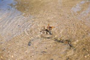 insekter falla i vatten foto