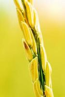 närbild öra av ris i thailand, gyllene organisk irländare ris foto