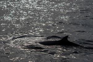 cuvier näbbade val delfin foto