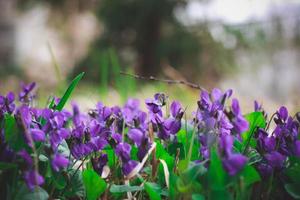 stänga upp springtime vild begrepp Foto