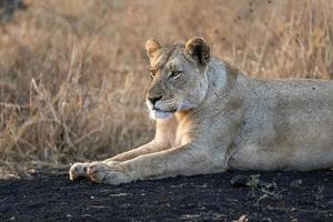 kvinna lejon på soluppgång i kruger parkera söder afrika foto