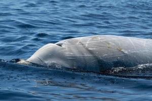 vit sällsynt gås näbbade val delfin ziphius cavirostris foto