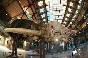paris, Frankrike - november 18 2021 - Evolution Galleri museum av naturlig historia foto
