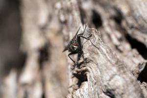 flyga på körsbär träd bark makro foto