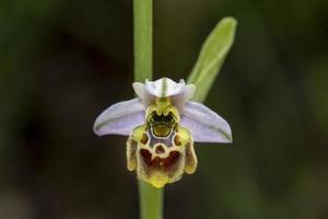 ophrys holosericea ophrys exaltata tyrrhena orkide vild blomma foto