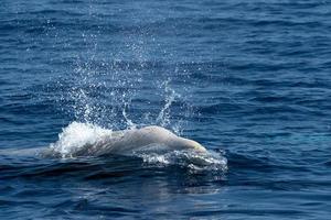 vit sällsynt gås näbbade val delfin ziphius cavirostris foto