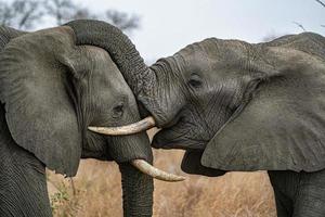 elefant spelar i kruger parkera söder afrika foto