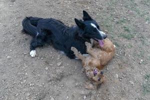 i kärlek kissing valp hund cockerspaniel spaniel och gräns collie foto