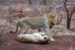 manlig och kvinna lejon efter parning i kruger parkera söder afrika foto