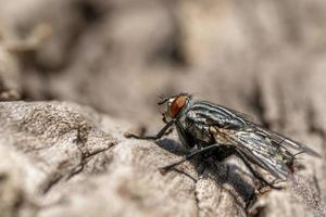 flyga på körsbär träd bark makro foto