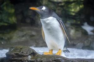 papua pingvin ser på du foto