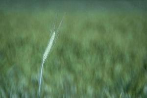 växande grön vete fält detalj foto