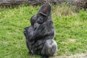 silverback manlig gorilla porträtt foto