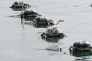 mussel bruka i medelhavs hav foto