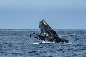 puckelrygg val bryter mot i cabo san Lucas foto