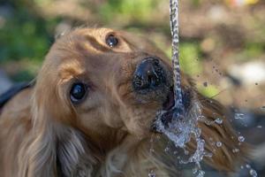 törstig hund valp cockerspaniel spaniel dricka foto