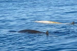 vit sällsynt gås näbbade val delfin ziphius cavirostris foto