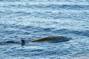 sällsynt gås näbbade val delfin ziphius cavirostris foto