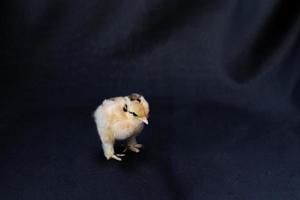 baby mini cochin chick på mörkblå tyg bakgrund i studio ljus. foto