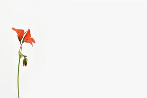 blomställning av röd geranium på en vit bakgrund. minimalistisk bild. foto