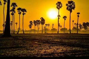 landskap av socker handflatan träd under skymning soluppgång på pathumthani provins, thailand foto
