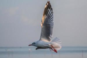 fiskmås flygande hög på de vind. flygande mås. fiskmås flygande foto