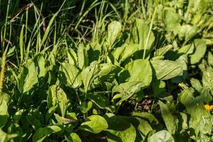 färsk grön löv av groblad. bredblad groblad växt, plantago större. foto