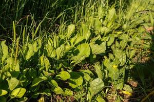 färsk grön löv av groblad. bredblad groblad växt, plantago större. foto