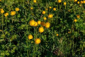 gul trollius europaeus. de allmänning namn av några arter är globblomma eller klot blomma foto