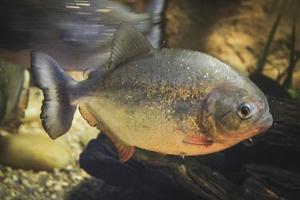 grå piranha - serrasalmidae fisk simning foto